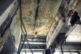 Professional Mold Removal in Sikeston, MO